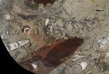 Fossil Orthoceras & Goniatite Plate - Stoneware #51429-1